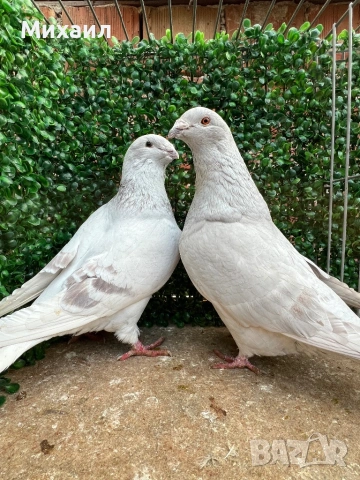 Саксонски Леден, Звезни, Стандарт пощи, снимка 8 - Гълъби - 53406636