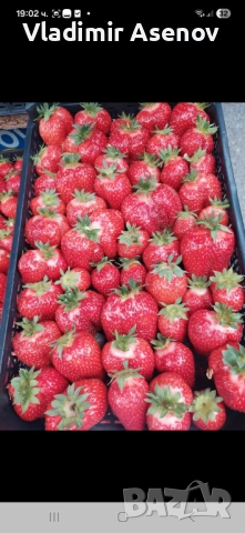 Ягоди, снимка 2 - Козметични уреди - 53940999