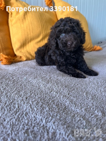 Шоколадово мини пуделче, снимка 2 - Пудели - 53269475