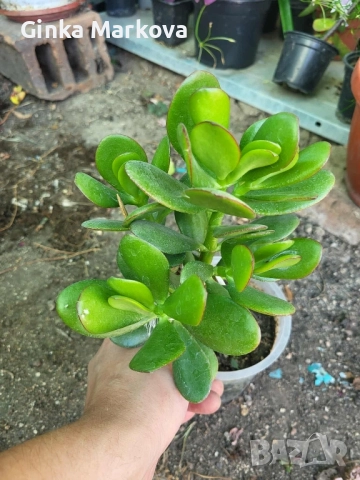 Дървото на живота - 5,99лв.