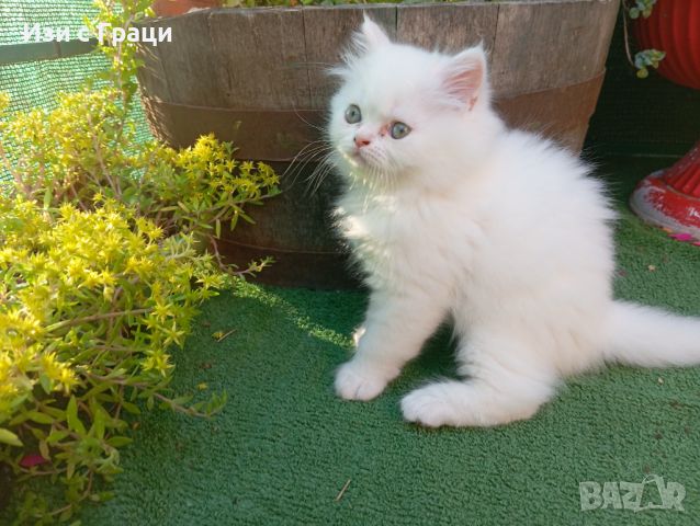 Бели персийски котенца , снимка 11 - Персийска - 46096965