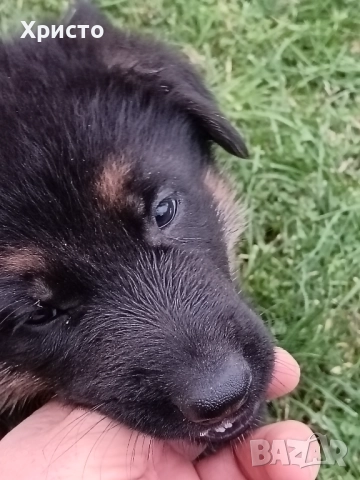 Малки немски овчарки, снимка 17 - Немска овчарка - 52557703