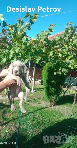 Ваймаранери , снимка 5 - Ваймаранер - 52127018