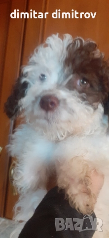 лагото романьоло , снимка 4 - Други - 52431390