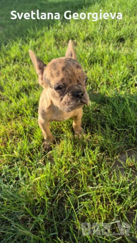 Френски Булдог шоко мерле, снимка 1