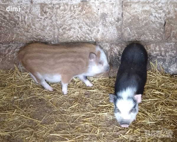 Продавам Виетнамски Прасета