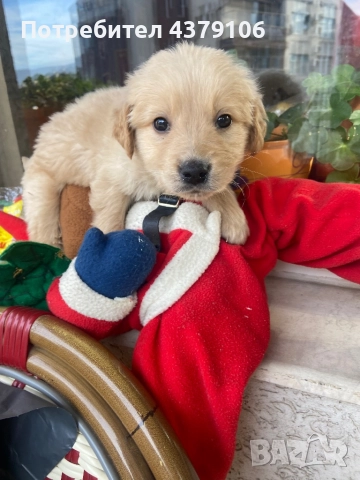 Голдън ретривър  златисто момченце, снимка 4 - Голдън ретривър - 52823551