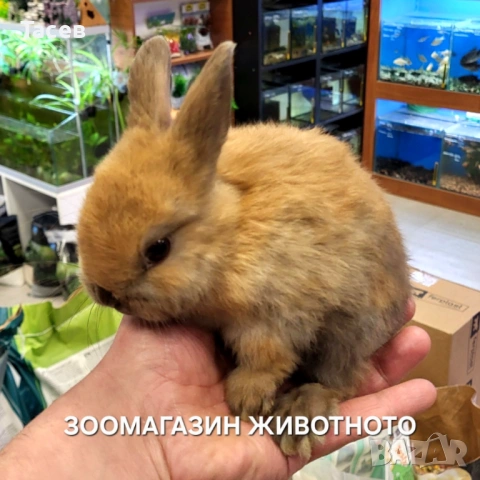 Мини зайчета