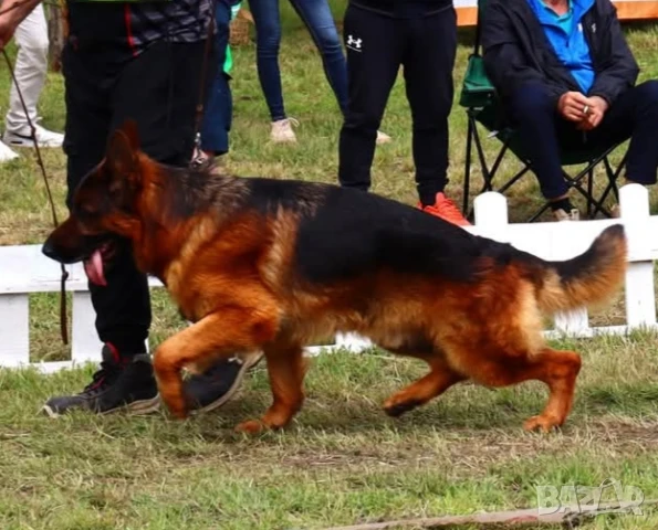 Мъжка немска овчарка с родословие за разплод, снимка 18 - Немска овчарка - 46032827