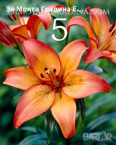 Лилиум 5 цвята, снимка 5 - Градински цветя и растения - 53633053