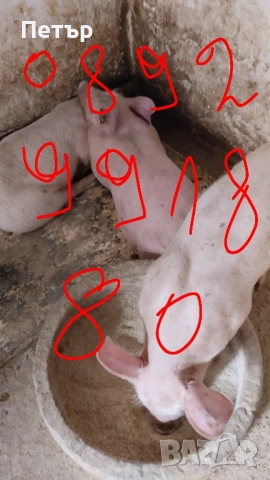 Продавам 10 бр.Прасета бълг.бяла.по 40-45кг.Мъжките са скопени.на изгодна цена., снимка 2 - Прасета - 51925963