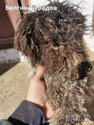 Лагото романьоло 