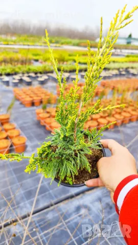 Хвойна Старо Злато, Juniperus Old Gold, снимка 12 - Градински цветя и растения - 39205397