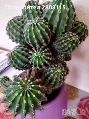 красив кактус, снимка 3 - Стайни растения - 53769284