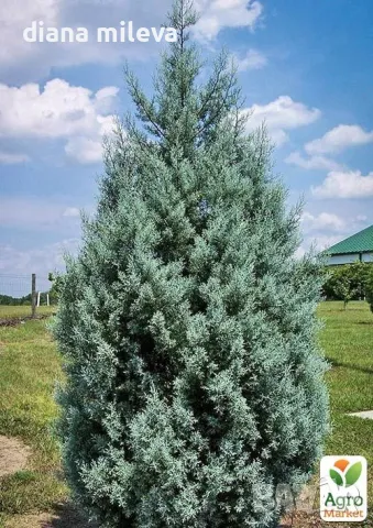 Аризонски Кипарис (Cupressus arizonica), снимка 2 - Градински цветя и растения - 47841594