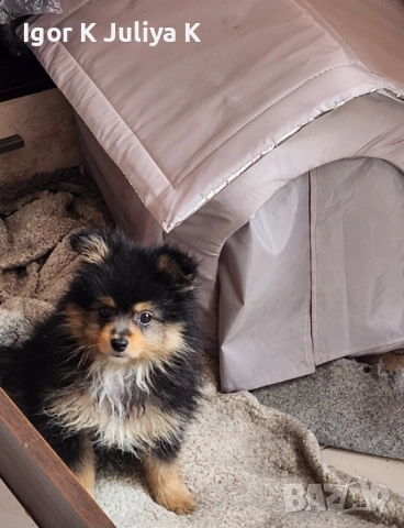 Померанчета, пухави топки, снимка 5 - Померан - 52665609