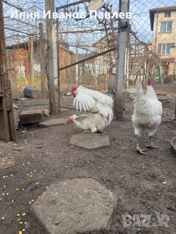 Яйца бяло брезе, снимка 4 - други­ - 53524511