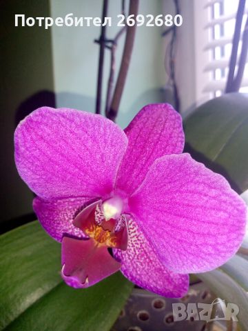 Орхидеи, снимка 4 - Стайни растения - 45097417