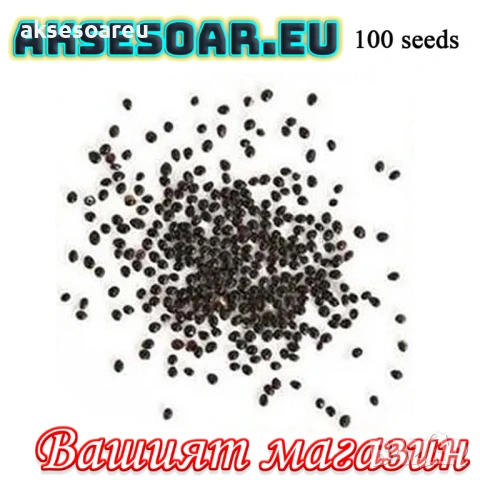 Нови 50 бр. Семена от Бонсай бананово дърво екзотични редки плодове палма за декорация на градината , снимка 5 - Сортови семена и луковици - 53428692