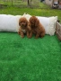 Мини пудел, снимка 4