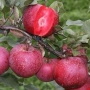 Ябълка Redlove-Sirena, снимка 9
