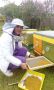 Кошери-ДБ10ки, нови, за добив на прашец и клей, и подвижно пчеларство., снимка 11