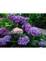  Хортензия -Hydrangea macrophylla, снимка 3