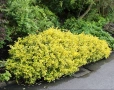 Euonymus fortunei ‘Emerald Gold’, снимка 1