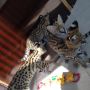 налични котенца савана,сервал и каракал, снимка 9