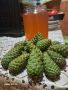 Боров мед-сироп-елексир, снимка 1 - Хранителни добавки - 45905700