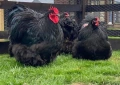Продавам черен Орпингтон. , снимка 1