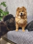 Чистокръвни Чау Чау , снимка 9
