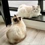 Регистрирани мъжки и женски котки Ragdoll за осиновяване, снимка 1 - Британска късокосместа - 45079858