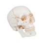 Нов Учебен анатомичен череп експлодиран изглед бял с подвижен мозък, снимка 5