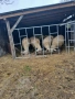 Овце за продан, снимка 3
