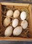 Оплодени яйца от лебедови гъски и от селски кокошки, снимка 1 - Кокошки и пуйки - 45170413