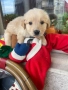 Голдън ретривър  златисто момченце, снимка 4