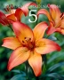 Лилиум 5 цвята, снимка 5