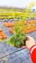 Хвойна Старо Злато, Juniperus Old Gold, снимка 12