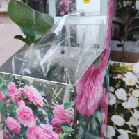 Градинска Камелия -многогодишно градинско цвете, снимка 3 - Градински цветя и растения - 45008016