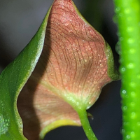 Philodendron Lupinum , снимка 2 - Стайни растения - 45011543