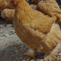 продавам кокошки и петли Кохин стандарт , снимка 1 - други­ - 44948402