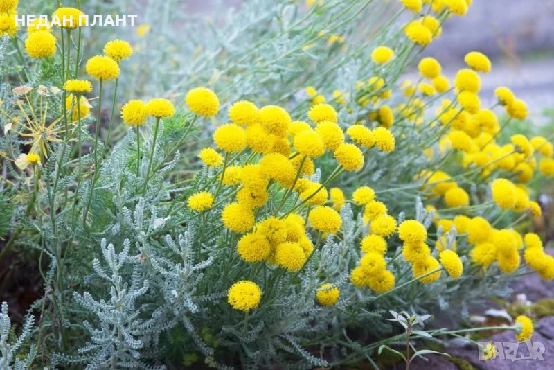 Сребриста сантолина, снимка 1
