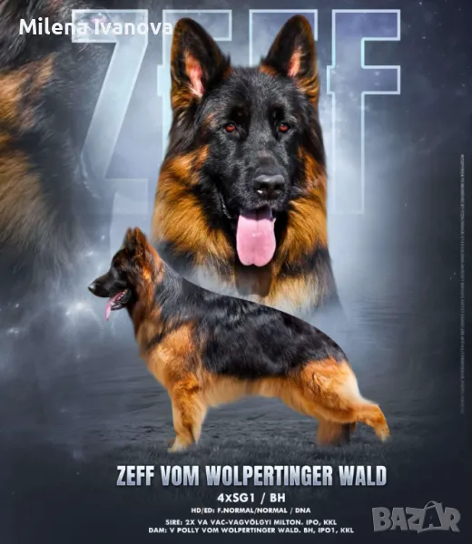 Шампион на България, снимка 1