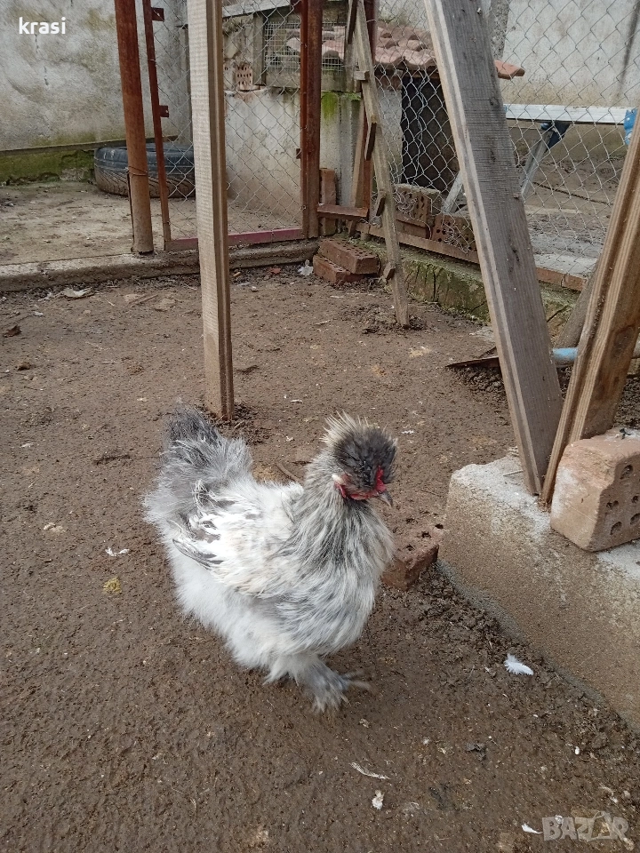 Копринки петлета, снимка 1