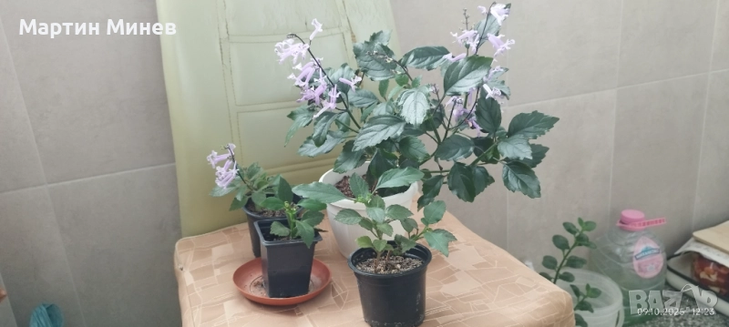 Plectranthus , снимка 1