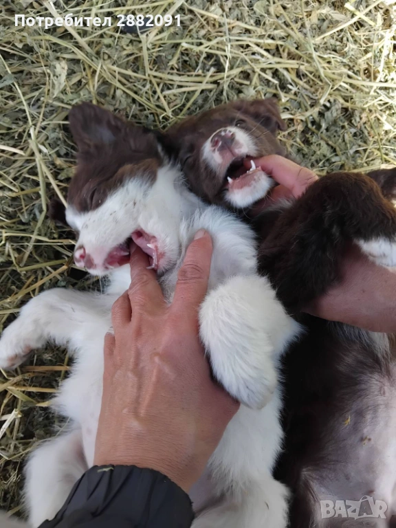 Подаряват се кученца , снимка 1