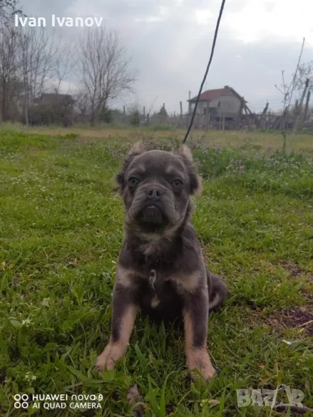 Френски Булдог Флъфи, снимка 1