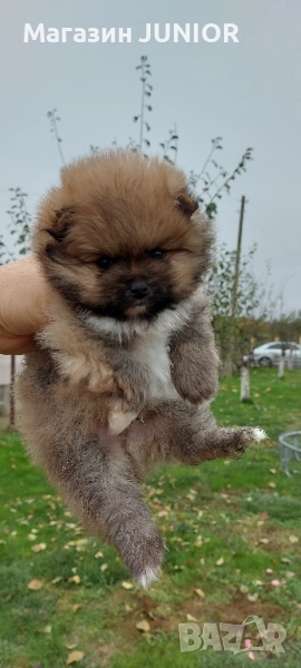 мини момче, снимка 1