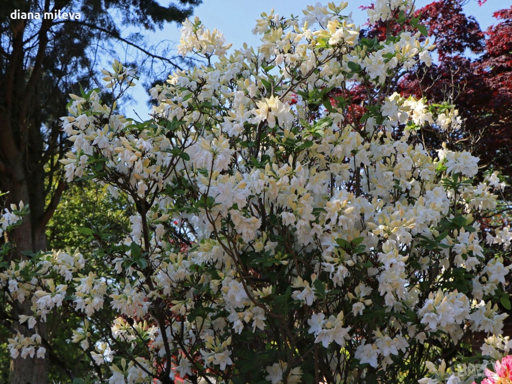 Рододендрон Оксидол, Rhododendron 'Oxydol' , снимка 1